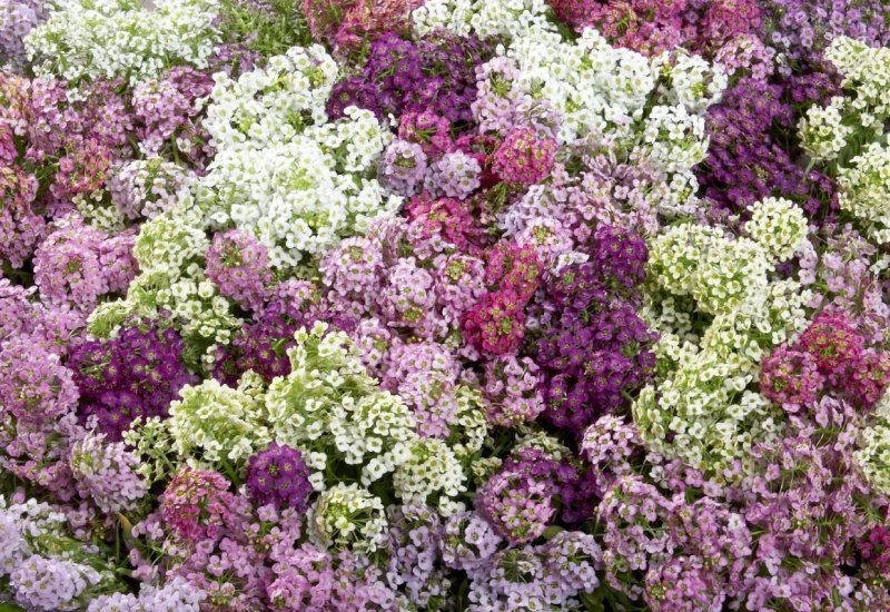 Лобулярия Приморская (Lobularia maritima)