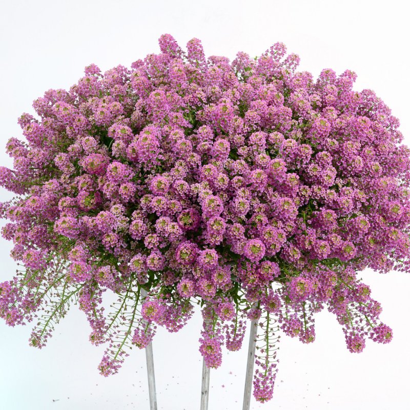 Lobularia maritima easy Breezy™ Pink