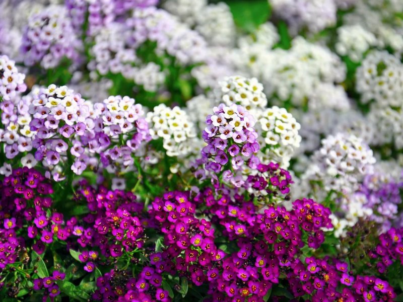 Алиссум Lobularia maritima