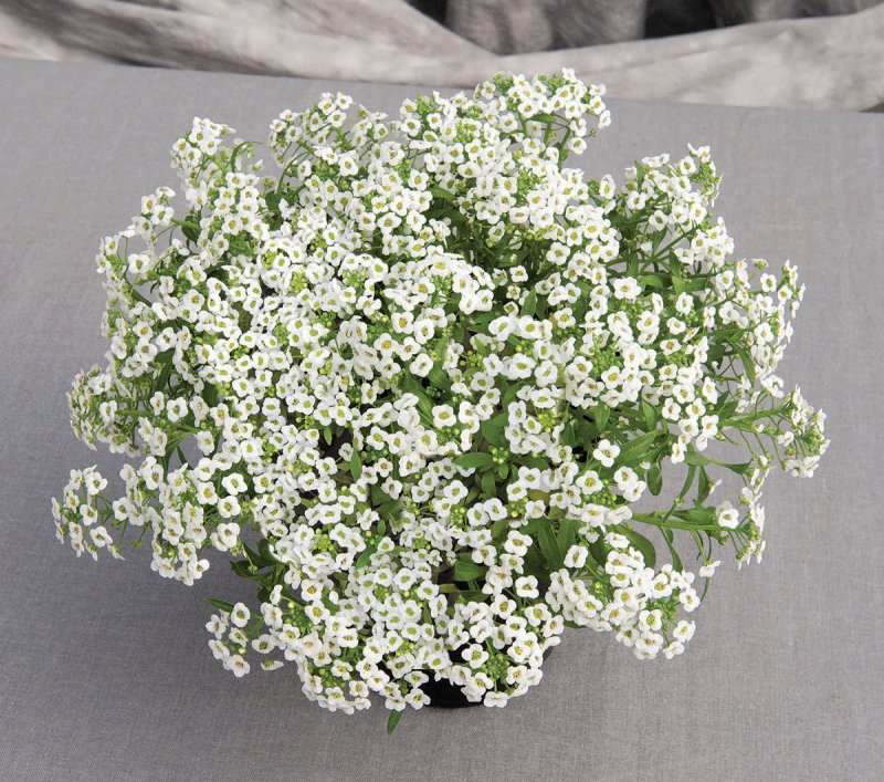 Алиссум морской (Lobularia maritima) "tiny tim"