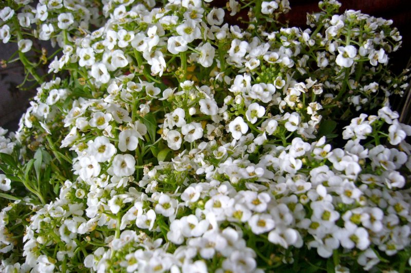 Лобулярия Приморская Lobularia