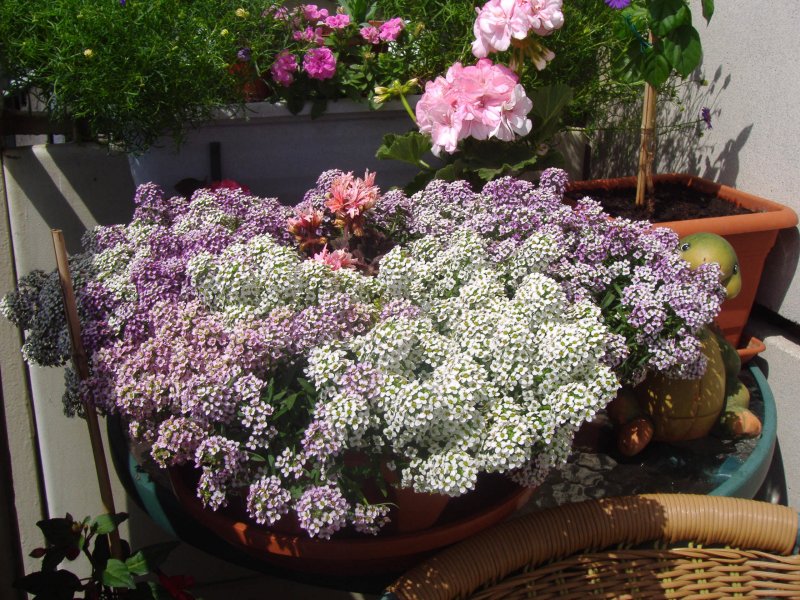 Лобулярия Приморская (Lobularia maritima)
