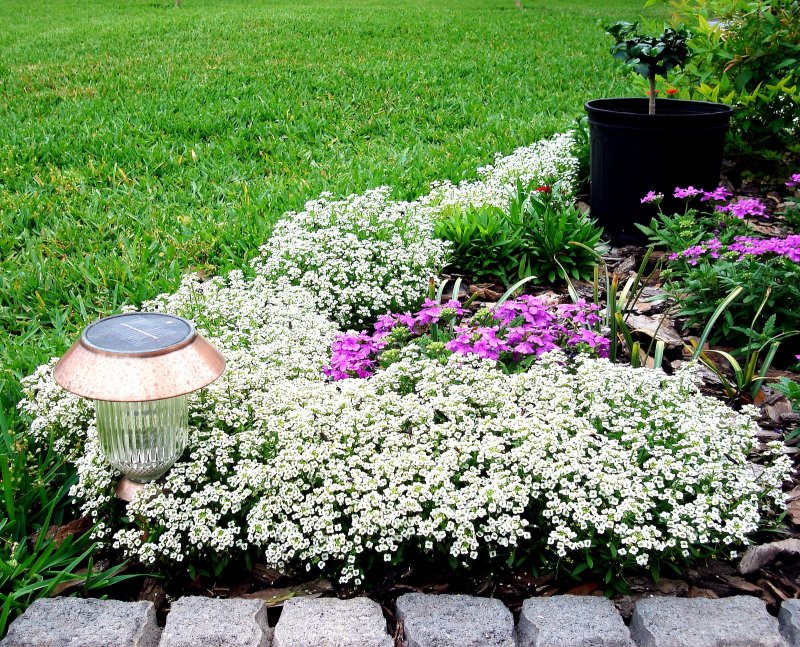 Лобулярия Приморская алиссум Lobularia maritima