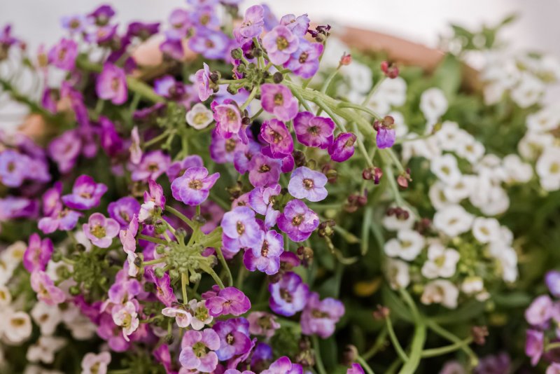 Лобулярия Lobularia bicolor Lilac Stream