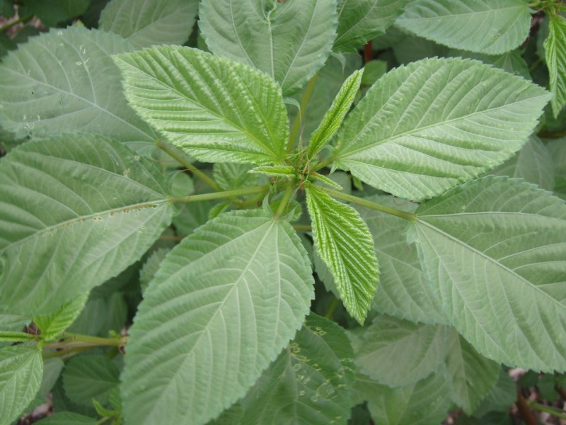 Corchorus olitorius