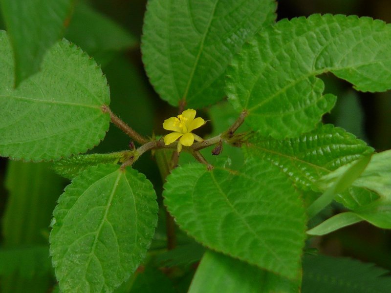 Джут длинноплодный (Corchorus olitorius)