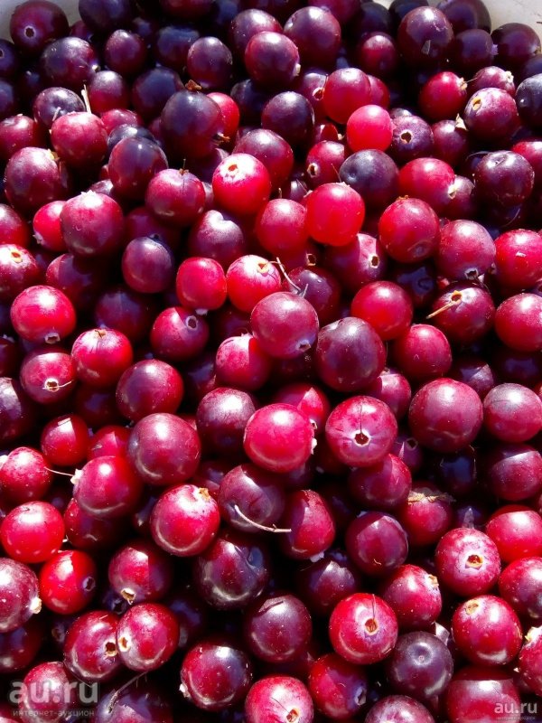 Cranberries ягода