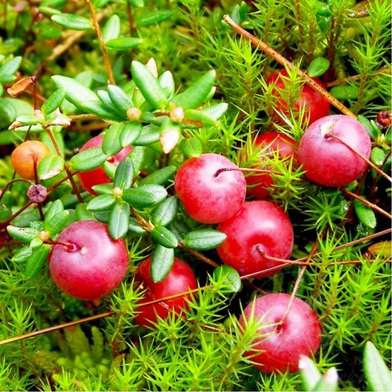 Клюква Болотная (Oxycoccus palustris)