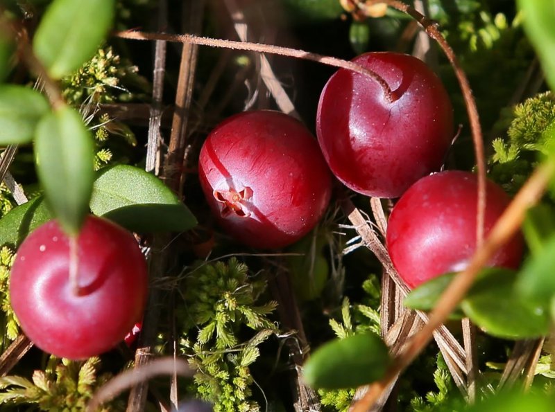 Клюква Болотная (Oxycoccus palustris)