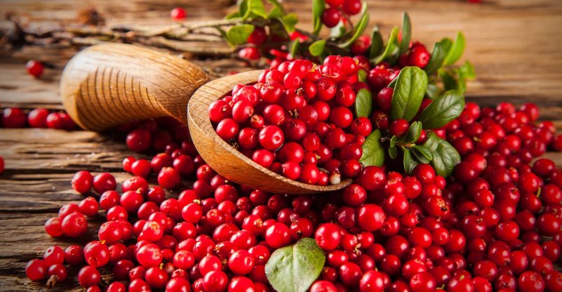 Cowberry брусника