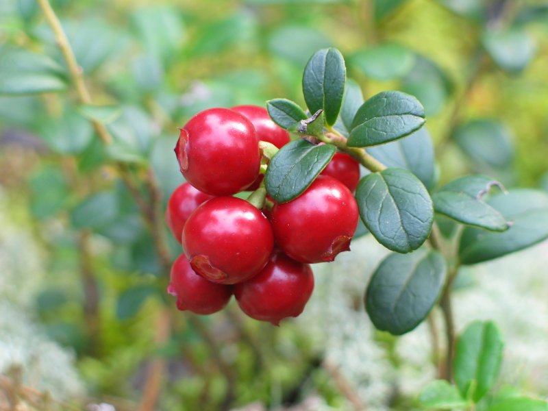Vaccinium Vitis-idaea Koralle брусника коралл