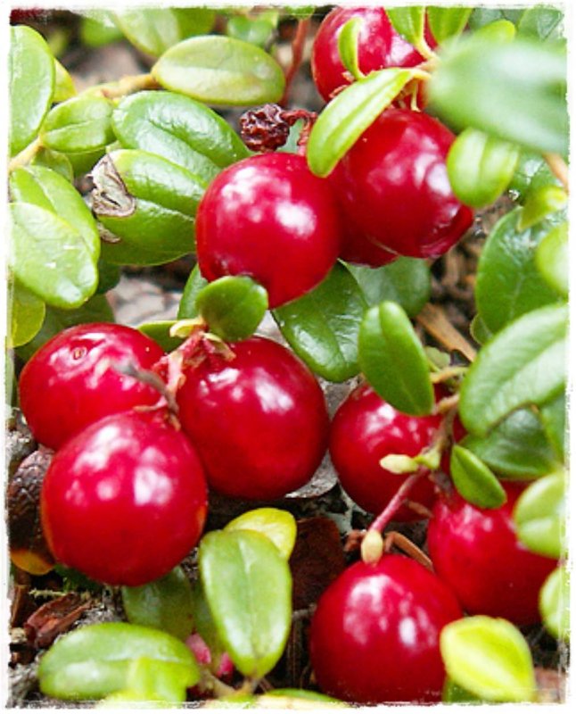 Клюква крупноплодная Vaccinium macrocarpon Howes