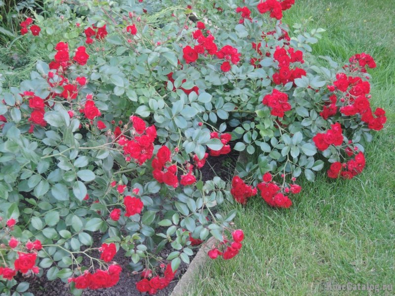 Роза Scarlet Meillandecor