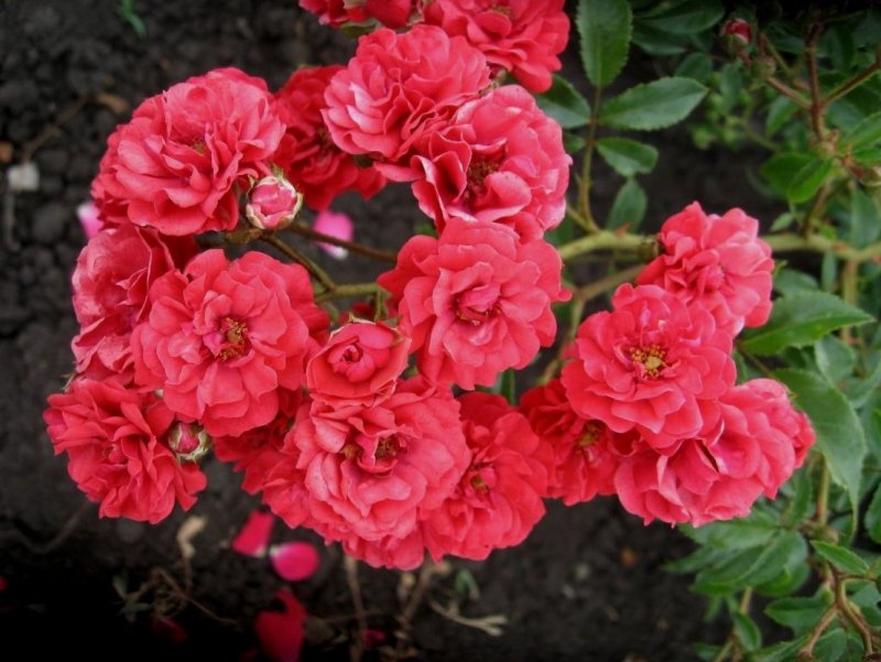 Роза Scarlet Meillandecor