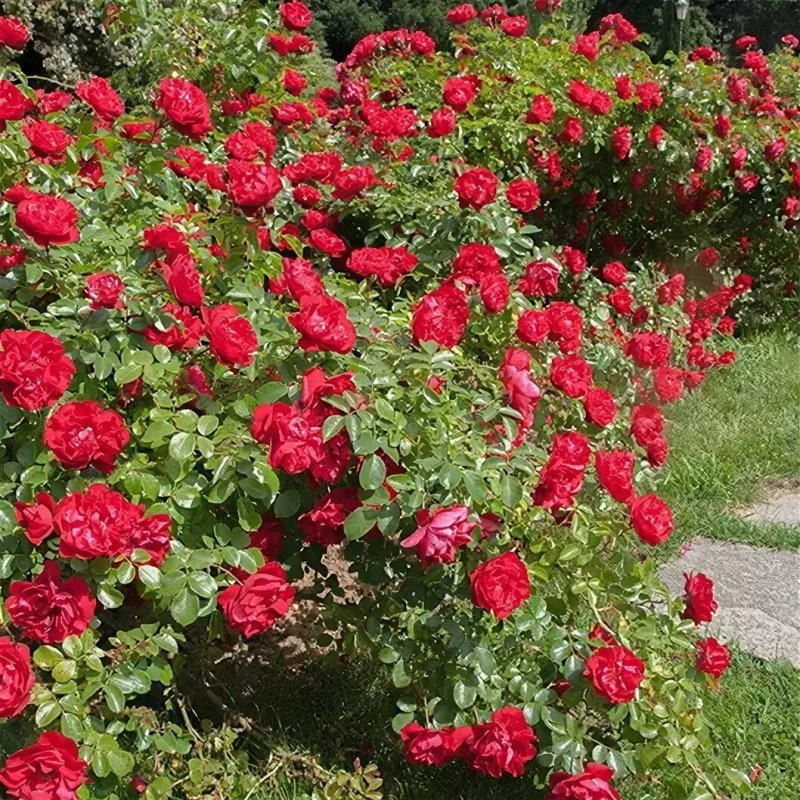 Роза Скарлет Мейяндекор (Scarlet Meillandecor)