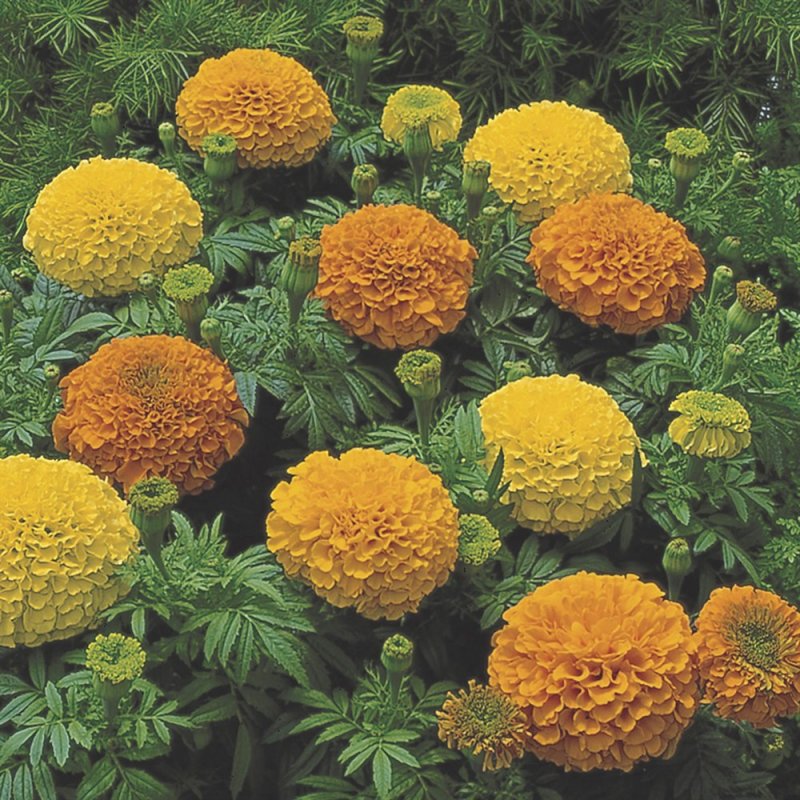 Бархатцы прямостоячие (Tagetes erecta f1) Antigua Primrose