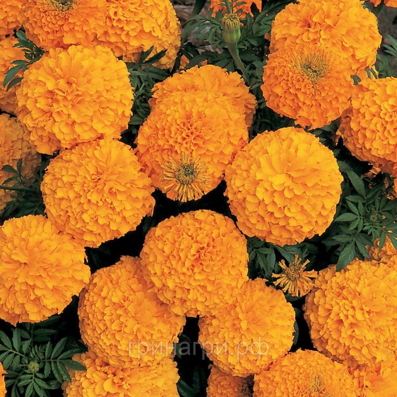 Бархатцы Discovery Orange