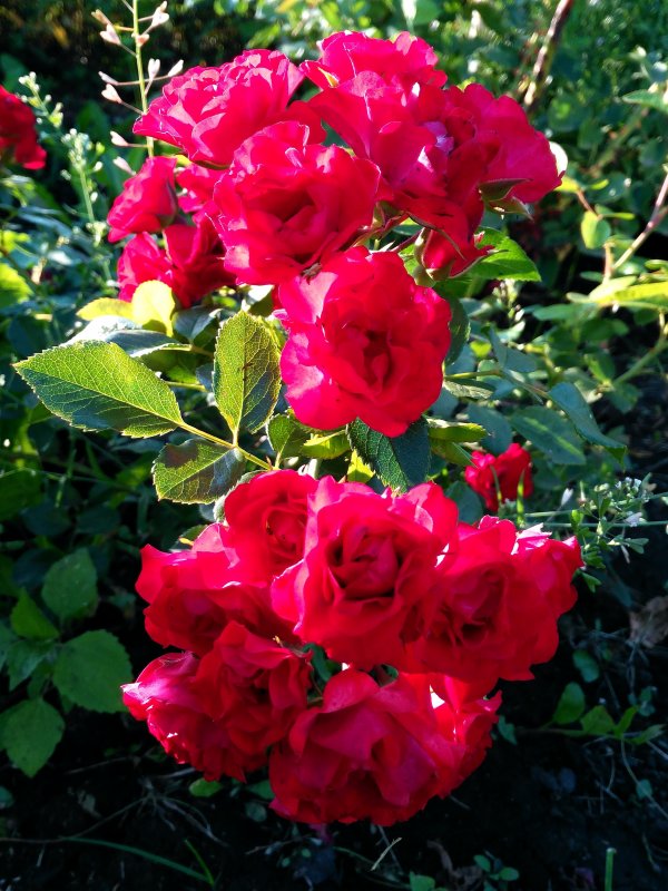 Роза Scarlet Meillandecor