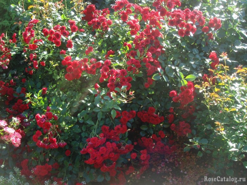 Роза почвопокровная Fuchsia Meillandecor