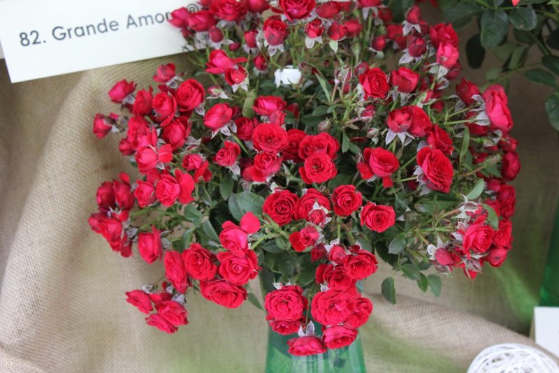 Почвопокровная роза rouge Meillandecor