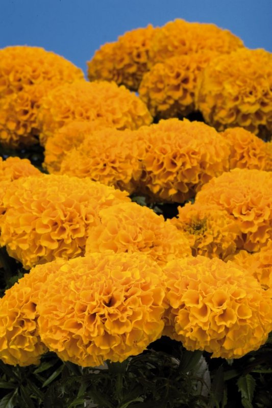 Бархатцы прямостоячие (Tagetes erecta f1) Taishan Gold