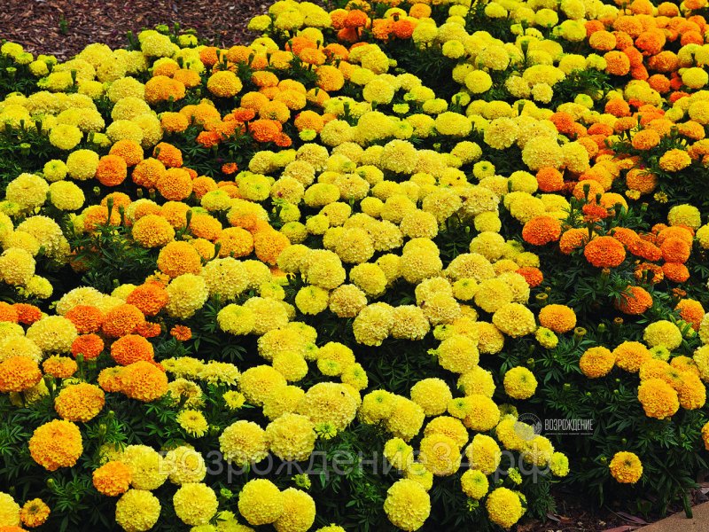 Бархатцы прямостоячие (Tagetes erecta f1) Antigua Primrose