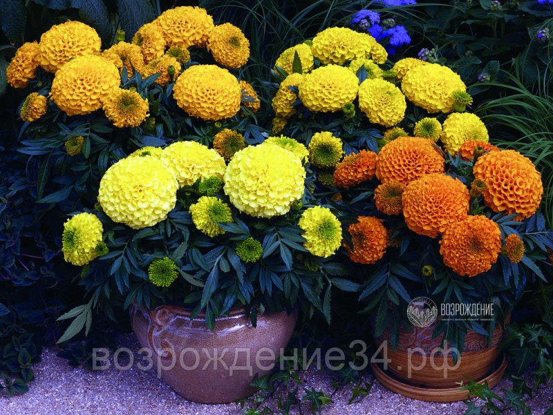 Бархатцы прямостоячие Тайшан