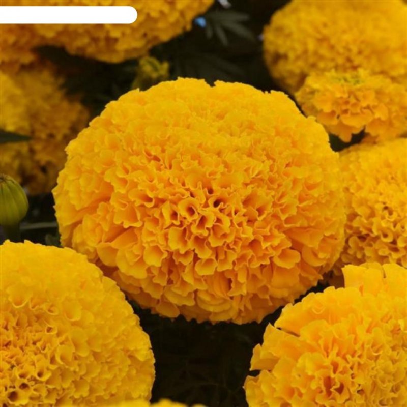 Tagetes erecta бархатцы прямостоячие