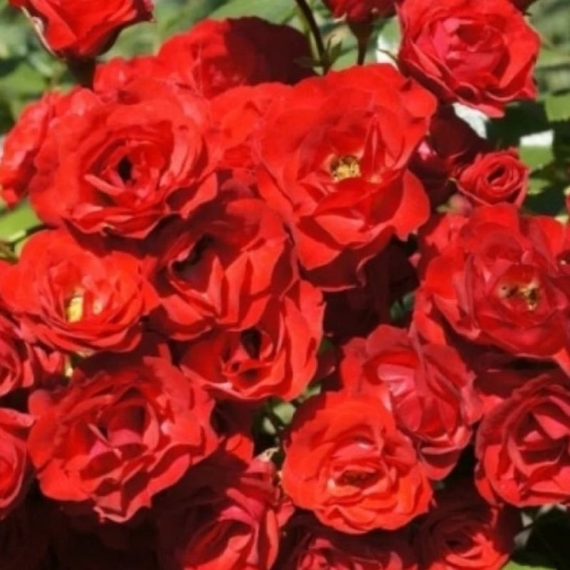 Scarlet Meidiland
