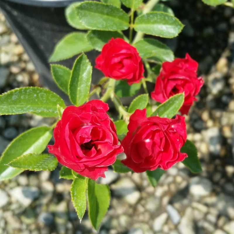 Rosa Scarlet Meidiland