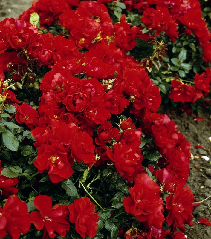 Роза Red Meidiland