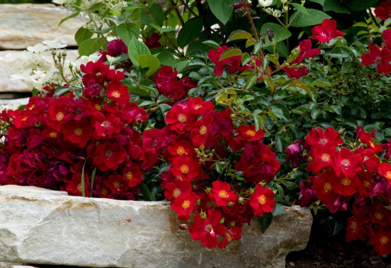 Rouge Meillandecor роза