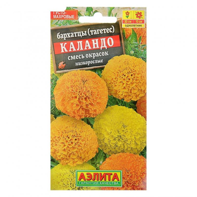 Бархатцы прямостоячие Каландо