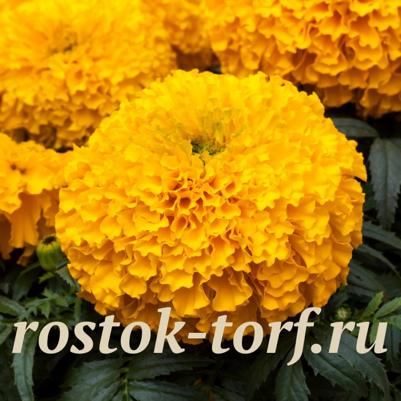 Бархатцы прямостоячие дюн