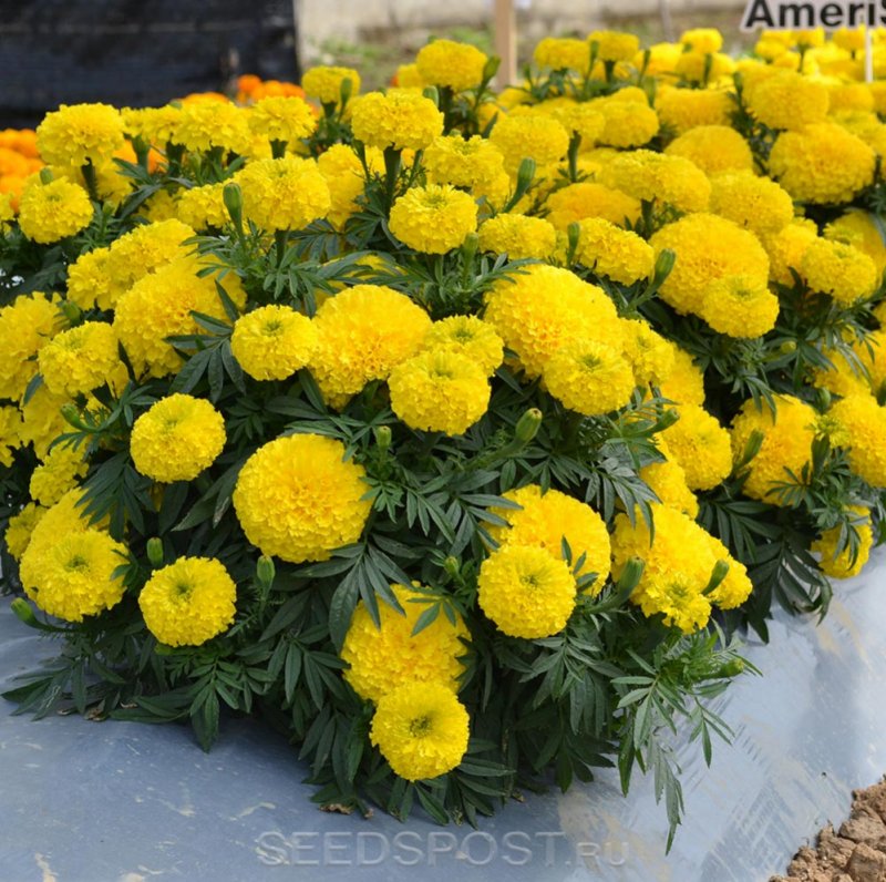 Бархатцы прямостоячие, Yellow