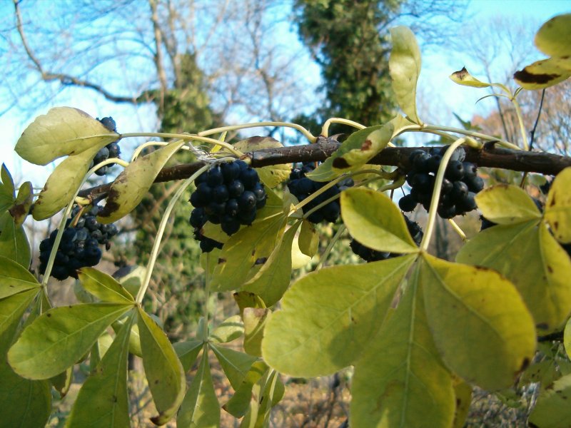 Eleutherocóccus senticósus