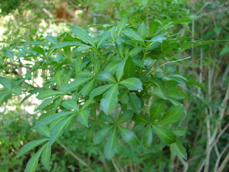 Eleutherococcus sessiliflorus