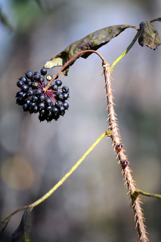 Eleutherococcus sessiliflorus