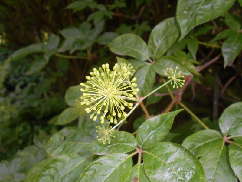Eleutherococcus divaricatus