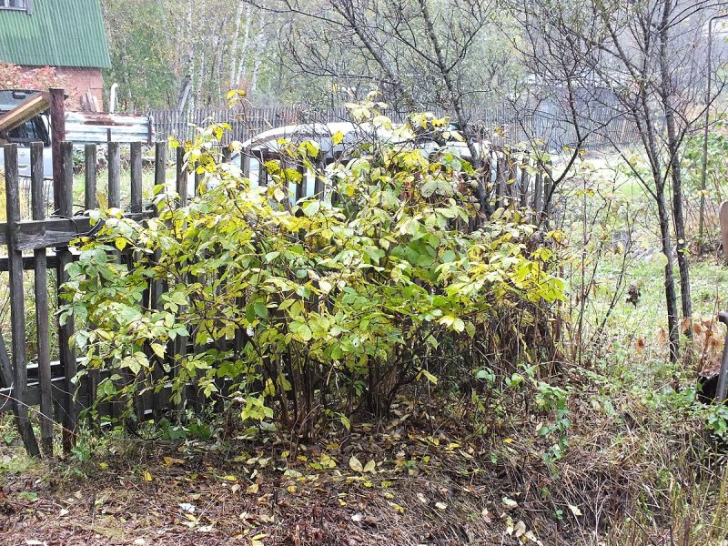 Элеутерококк черника