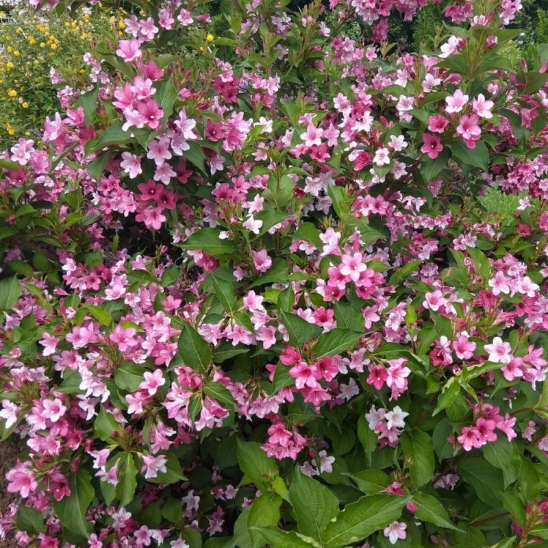 Вейгела Цветущая rosea