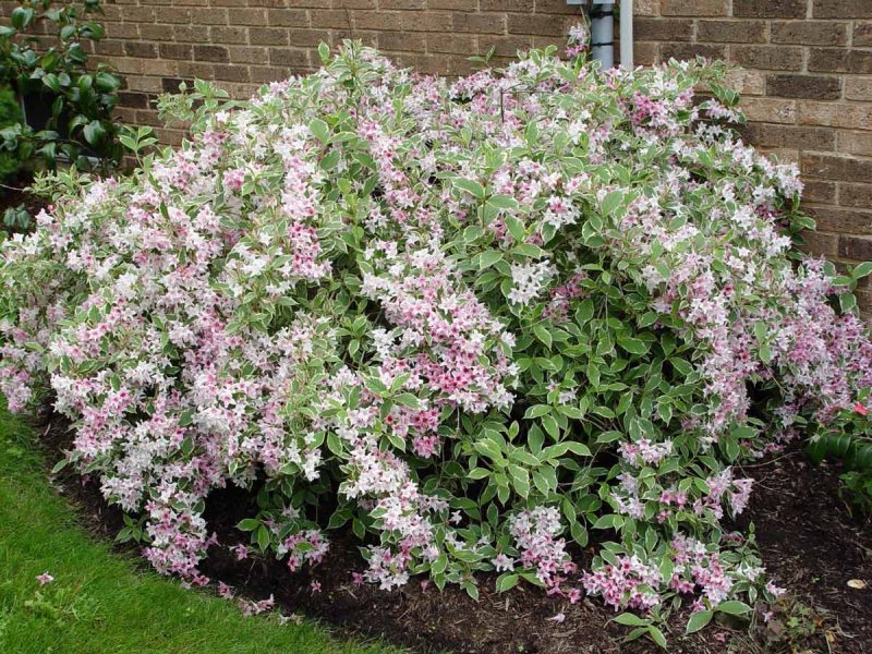 Вейгела Цветущая variegata