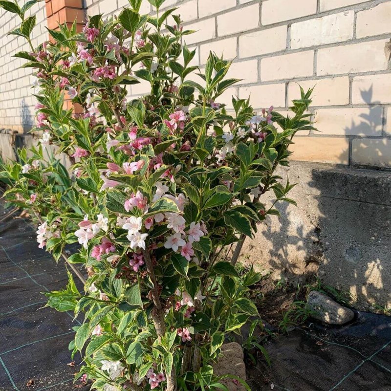 Вейгела Pink Princess