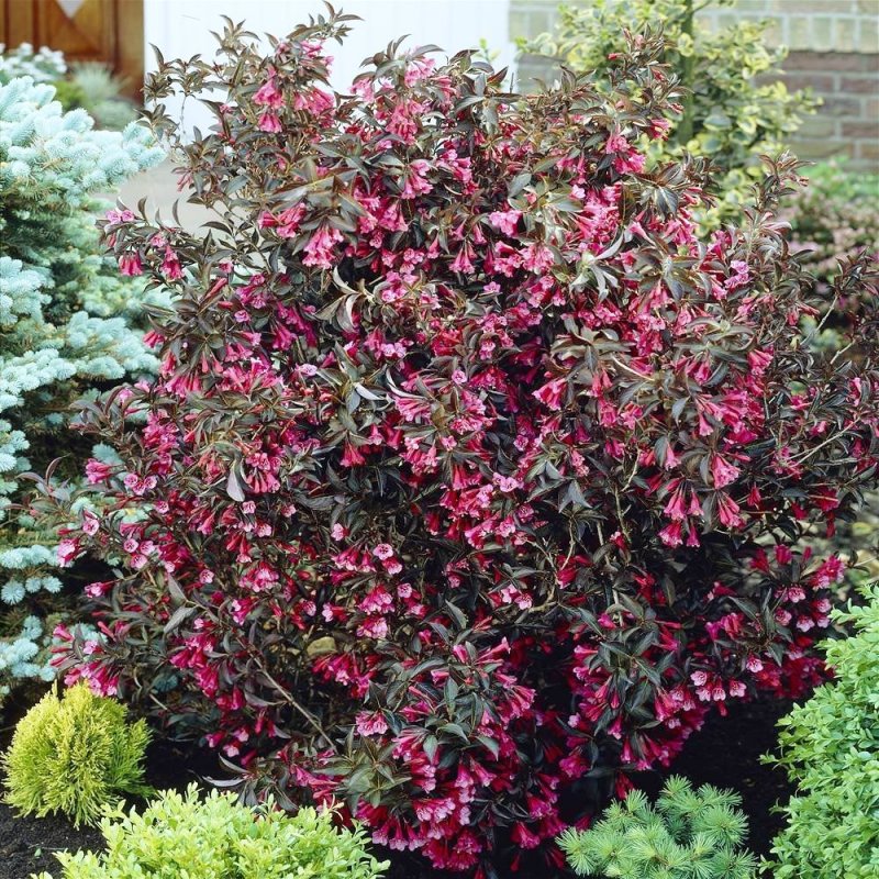 Вейгела Цветущая 'Weigela'