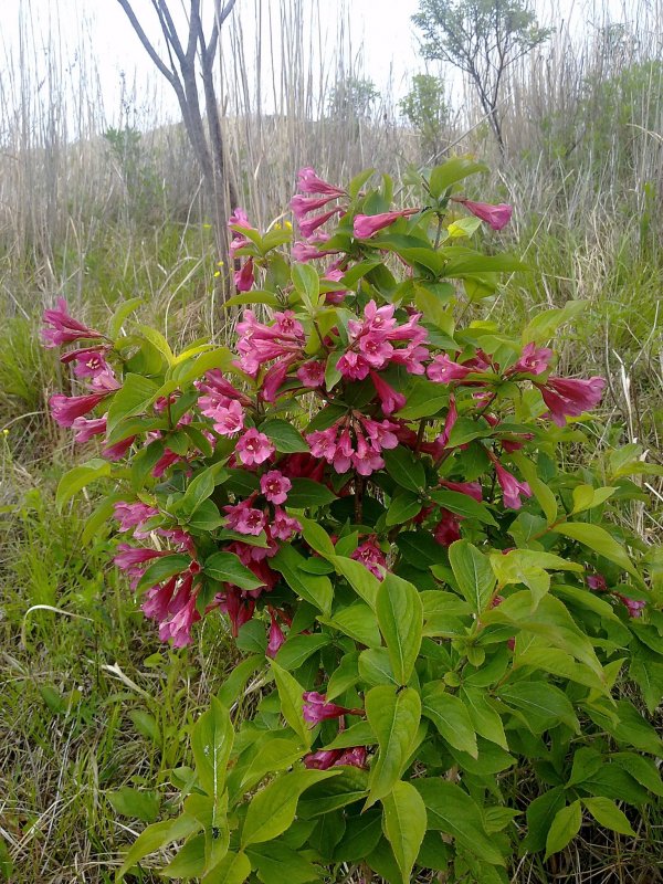 Вейгела кустарник