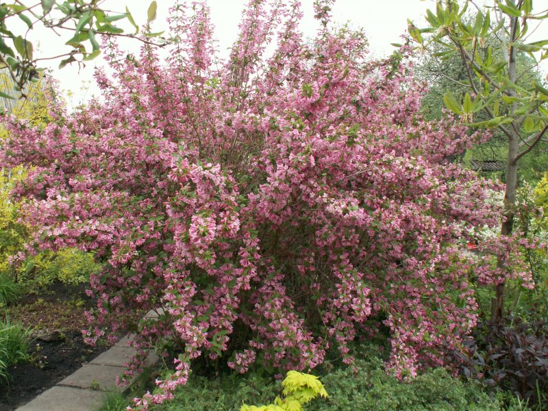Вейгела Pink Princess