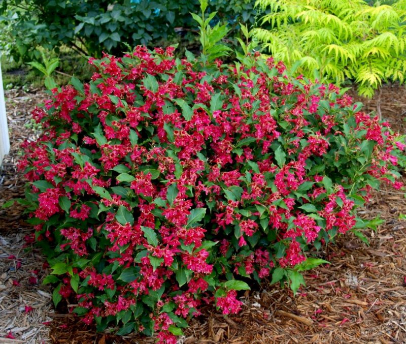 Вейгела Red Prince