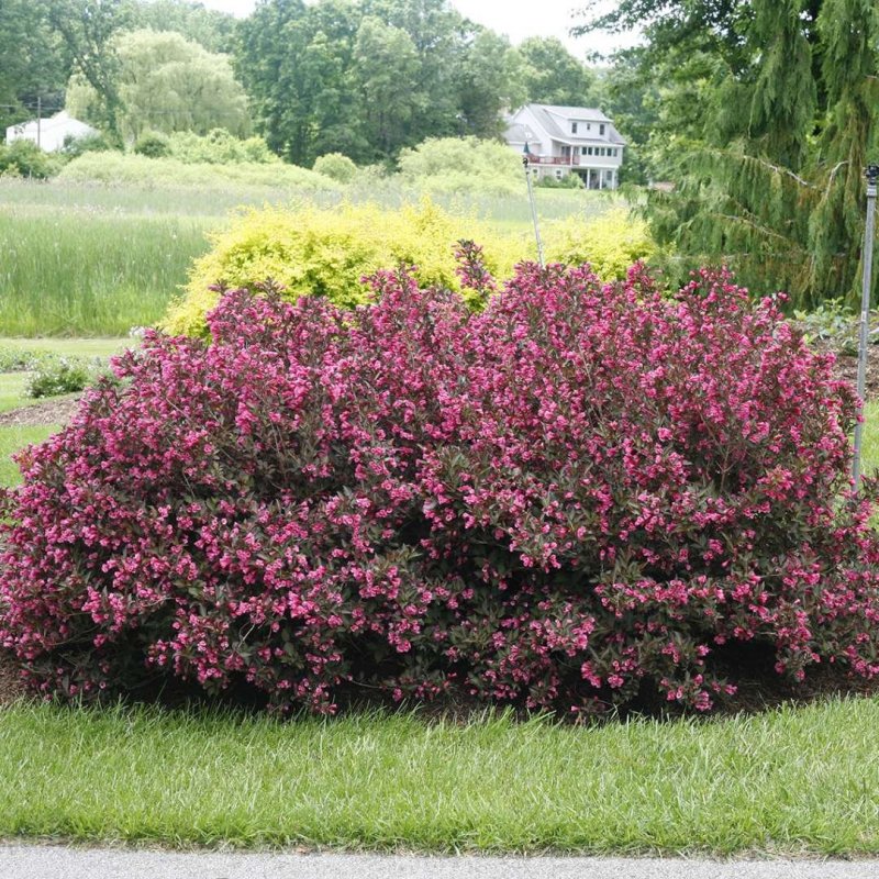Вейгела ранняя — Weigela praecox