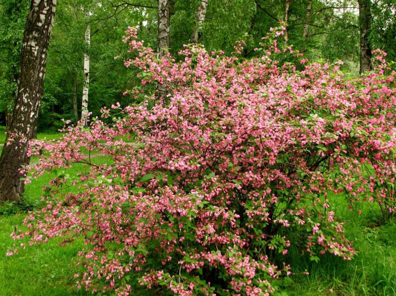 Вейгела Цветущая "Розеа" (Weigela Florida "rosea")