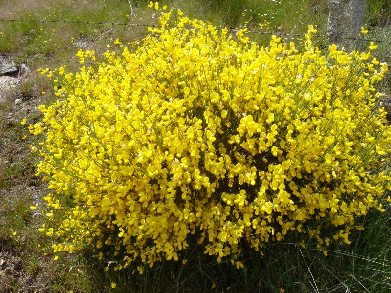 Ракитник (Cytisus)
